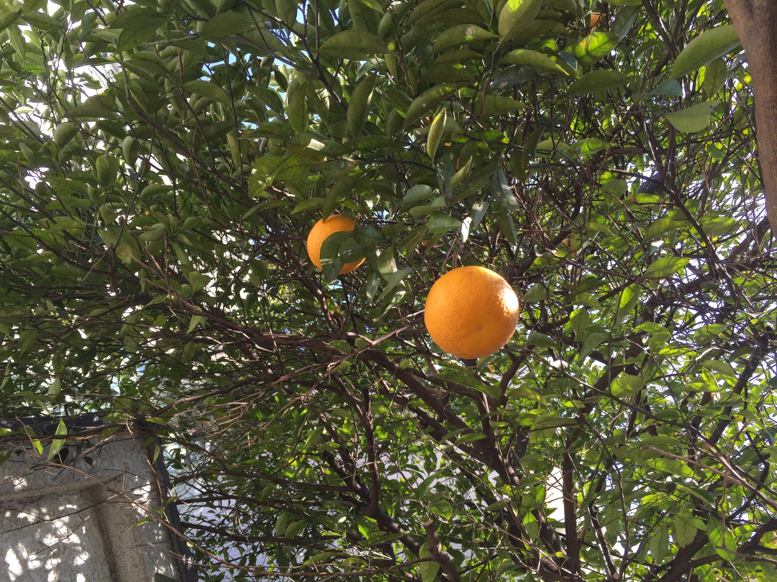 お子様の虫歯治療