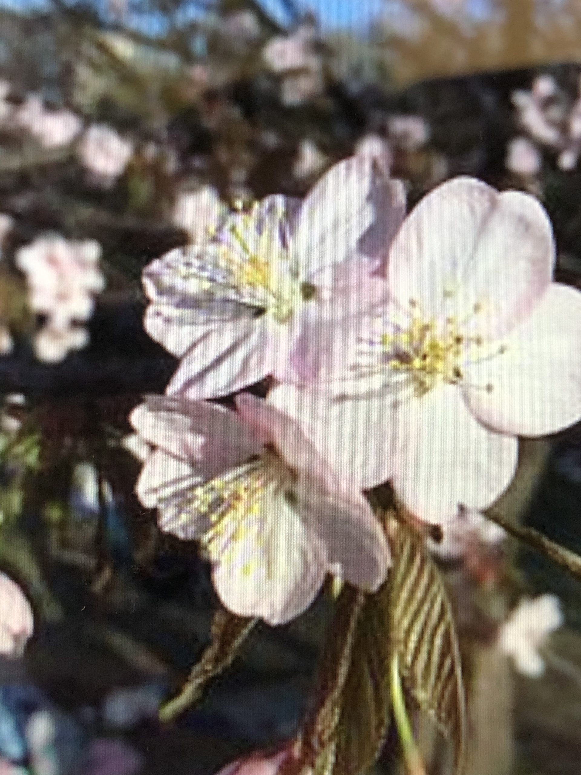 桜の開花予想