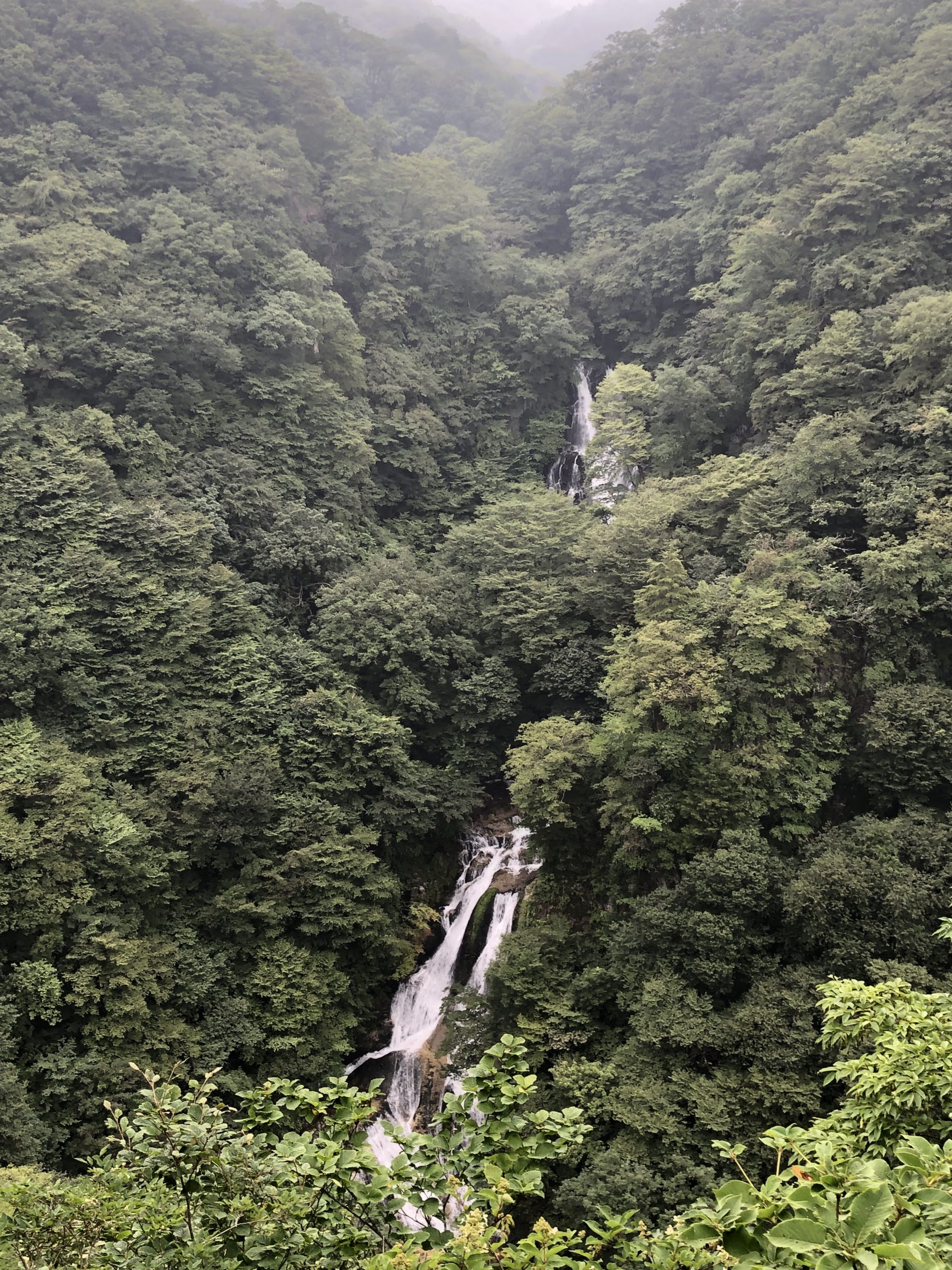 保険で白い歯を